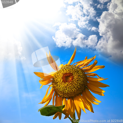 Image of sunflower