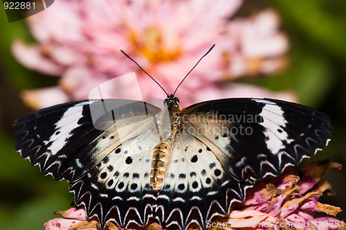 Image of butterfly