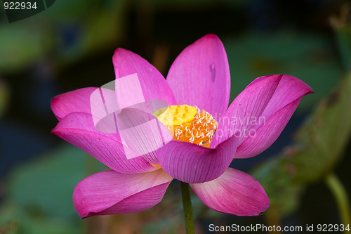 Image of water lily