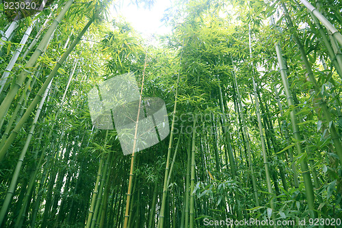 Image of bamboo