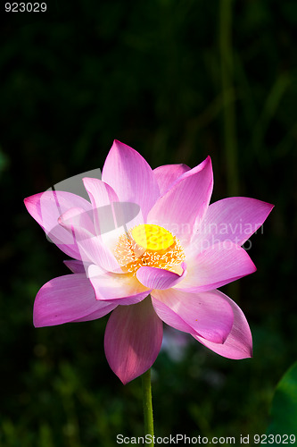 Image of water lily