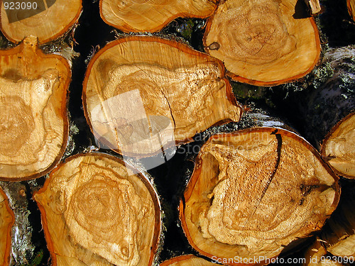 Image of Texture of cut tree stumps background 