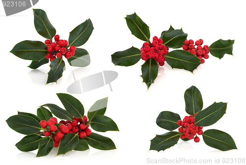 Image of Holly Leaf and Berry Sprigs