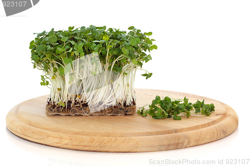 Image of Mustard and Cress