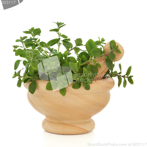 Image of Oregano Herb Leaves