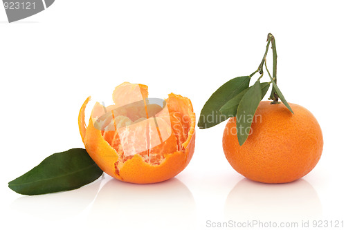 Image of Tangerine Fruit with Leaf Sprig