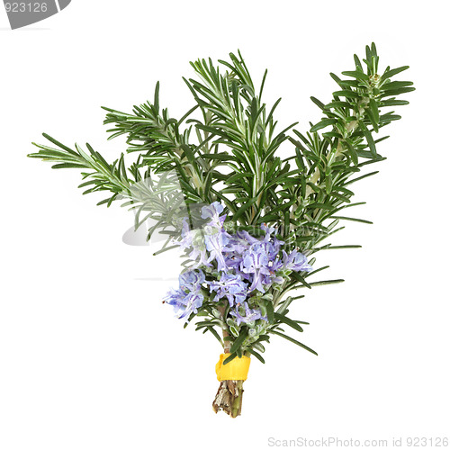 Image of Rosemary Herb Flowers