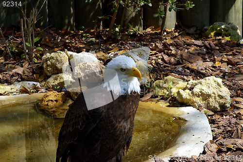 Image of Bald Eagle