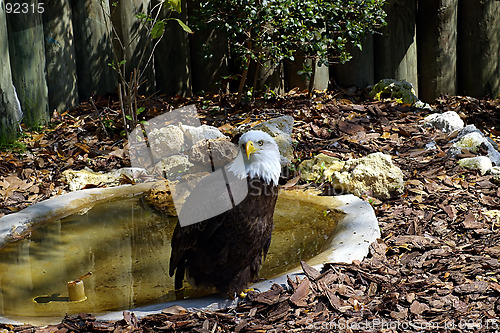 Image of Bald eagle