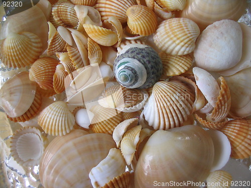 Image of Shells