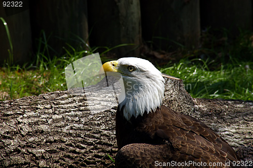 Image of Bald Eagle