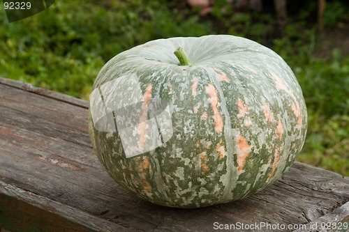 Image of Pumpkin on board