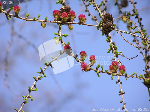 Image of Spring branch of a larch