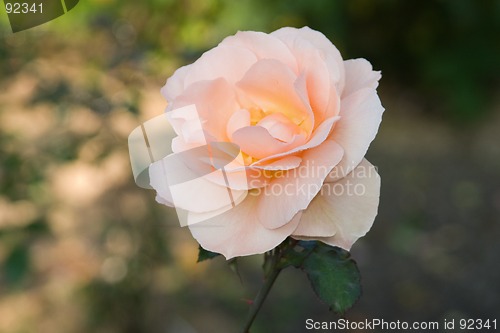 Image of Tea-rose