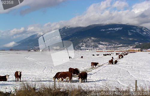 Image of winter feeding of cattle