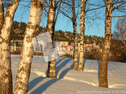 Image of Birch