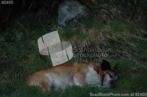 Image of sleeping dog