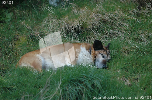 Image of sleeping dog