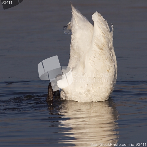 Image of Icy Swan 2