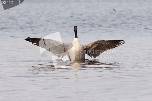 Image of Canadian goose with widened wings