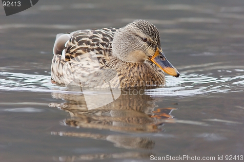 Image of Mallard