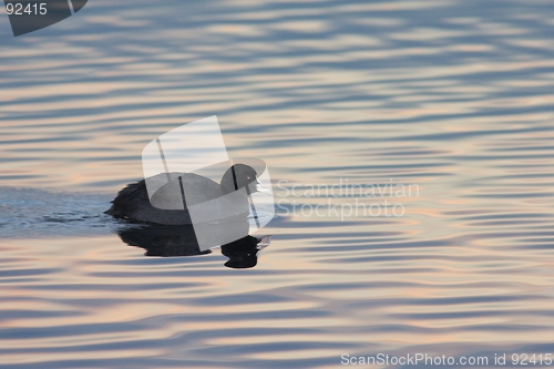 Image of Eurasion coot in the evening