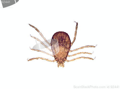 Image of Microscope - Tick (Rhipicephalus sanguineus)