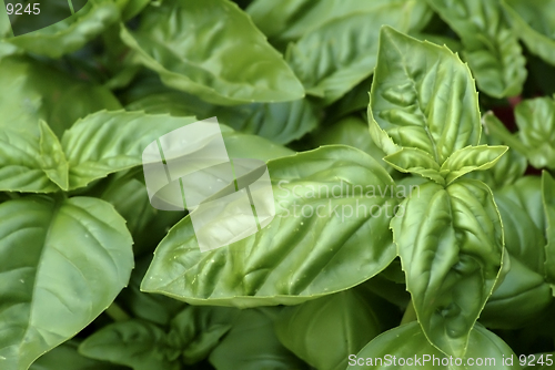 Image of Leaves of the herb Basil, showing various stages of growth