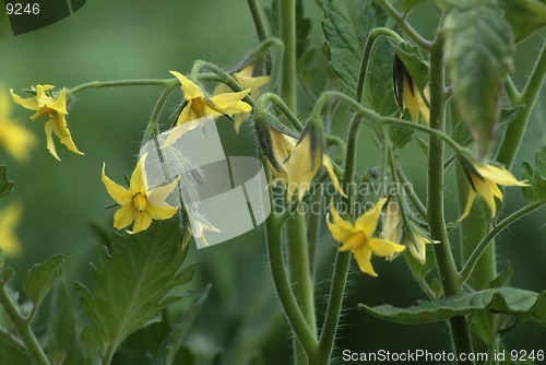 Image of Truss of tomato flowers