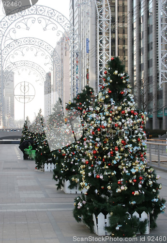 Image of Christmas trees