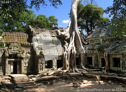 Image of A silk-cotton tree consumes the ancient ruins of Ta Prohm, Cambodia