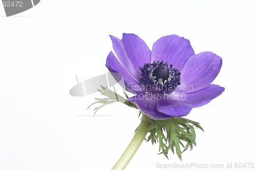 Image of Blue anemone