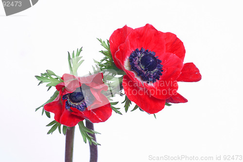 Image of Two red anemones