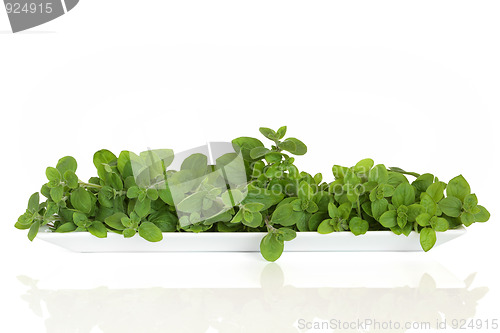 Image of  Oregano Herb Leaves