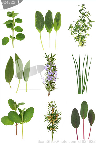 Image of Herb Leaf Selection