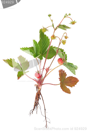 Image of Wild Strawberry Plant