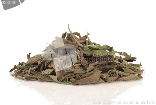 Image of Plantain Herb Leaves