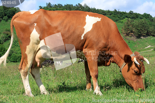Image of Cow 