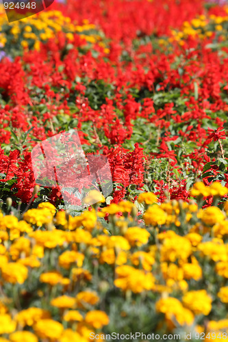 Image of Field of flowers