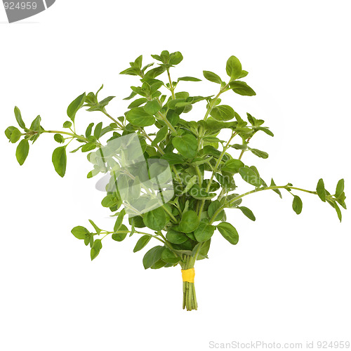 Image of Oregano Herb Leaves