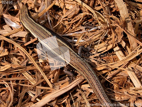 Image of Lizard