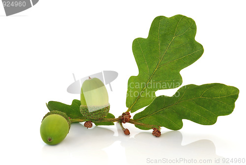 Image of Acorn and Oak Leaf Sprig