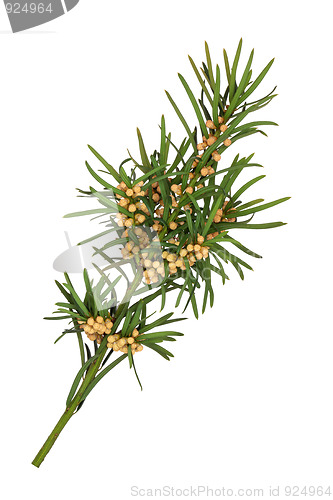 Image of Yew Leaf Sprig