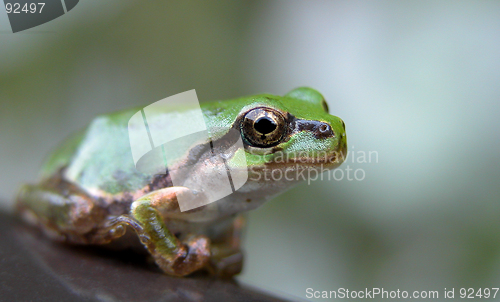 Image of Frog Eye