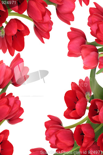 Image of   Red Tulip Flower Abstract