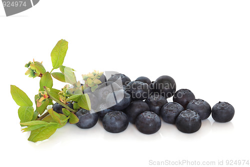 Image of Blueberries and Flower Sprig