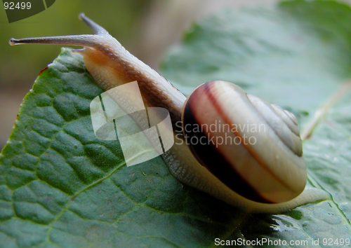 Image of Snail