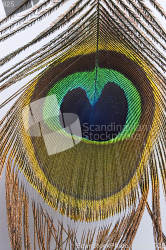 Image of Peacock Feather