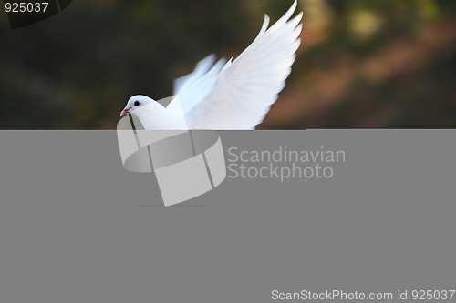 Image of dove