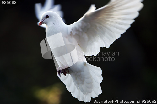 Image of dove